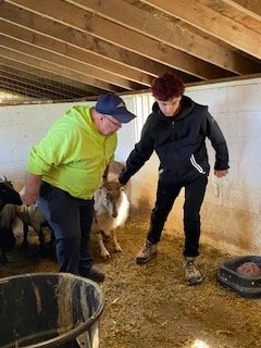 Veterinary Science Curriculum Topic: Handling  Sheep for sheep shearing- Greenhill park