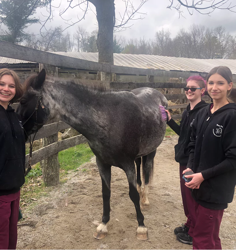 Veterinary Science Curriculum Topic: Care, handling and grooming a horse